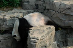 panda-1629