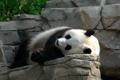 panda-1631