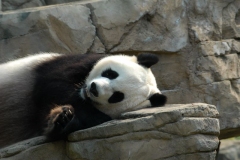 panda-1634