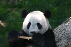 tai_shan-1541