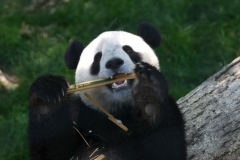 tai_shan-1544