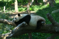 tian_tian-1410