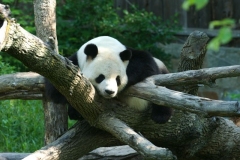 tian_tian-1423