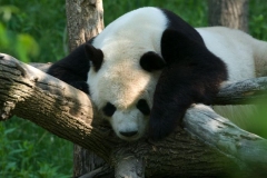 tian_tian-1431