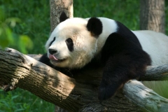 tian_tian-1432
