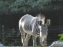 grevy's zebra