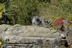 dsc5036