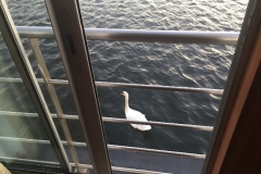 Zaandam-_-Oostzaan-2018-173-of-310