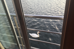 Zaandam-_-Oostzaan-2018-177-of-310