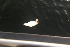 Zaandam-_-Oostzaan-2018-187-of-310