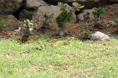 Puerto Rico 2014
