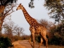 Kruger Fauna