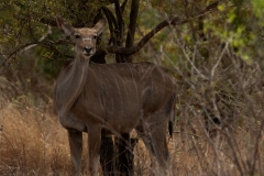 1_za-knp-6329-