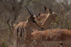 1_za-knp-6394-