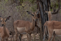 1_za-knp-6412-