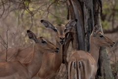 1_za-knp-6422-