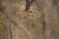 1_za-knp-7736-