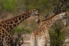 1_za-knp-7747-