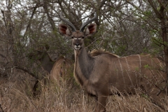 1_za-knp-7764-