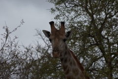 1_za-knp-7771-