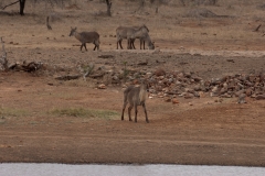 1_za-knp-7913-