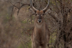 1_za-knp-8195-