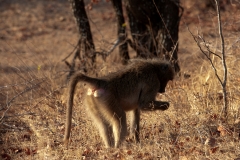 1_za-knp-8259-