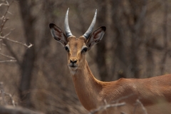 2_za-knp-6388-