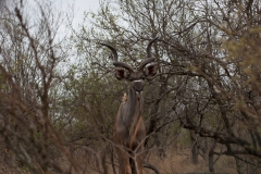 2_za-knp-7684-