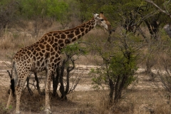 2_za-knp-7751-
