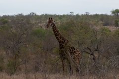 2_za-knp-7773-
