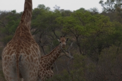 2_za-knp-7789-