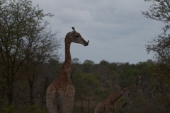 2_za-knp-7792-