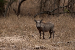 2_za-knp-7799-