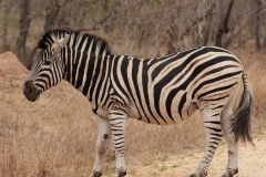 2_za-knp-7822-