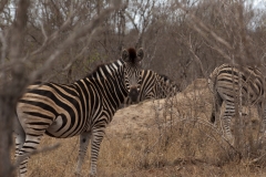 2_za-knp-7824-