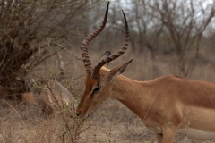 za-knp-6766-