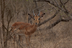za-knp-6776-