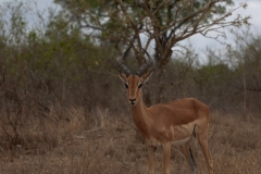 za-knp-6779-