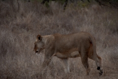 za-knp-7243-