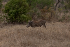 za-knp-7576-