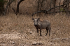 za-knp-7799-