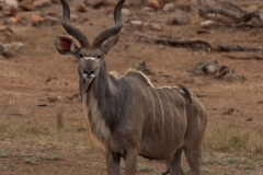 za-knp-7983-
