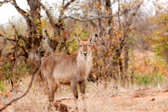za-knp-8862-