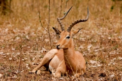 za-knp-8865-