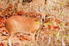 za-knp-9070-