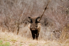 za-knp-9754-