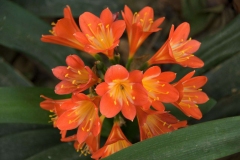 3_za-knp-6115-
