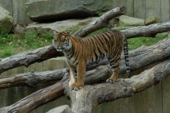 Sumatran-Tiger-0557-1