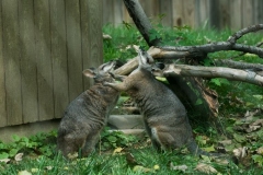 wallaby-7303